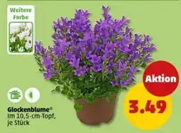 PENNY Glockenblume Angebot