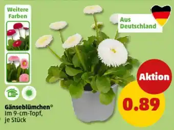 PENNY Gänseblümchen Angebot