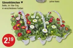 V Markt Gänseblümchen Angebot