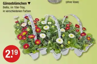 V Markt Gänseblümchen Angebot