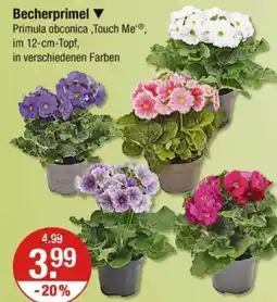 V Markt Becherprimel Angebot