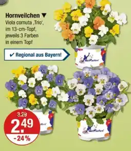 V Markt Hornveilchen Angebot