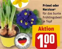 REWE Primel oder Narzisse Angebot