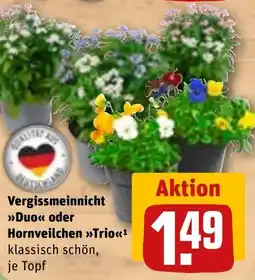 REWE Vergissmeinnicht Duo oder Hornveilchen Trio Angebot