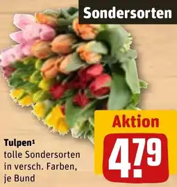 REWE Tulpen Angebot