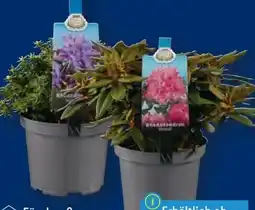 Lidl Rhododendron Angebot