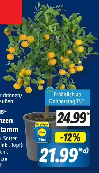 Lidl Zitruspflanzen Angebot