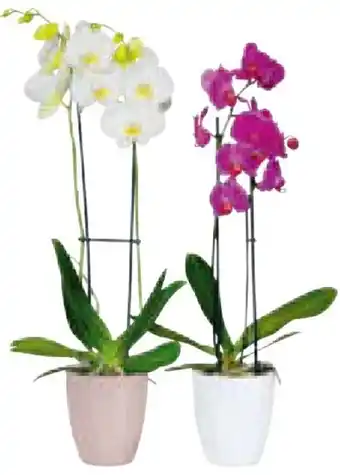 Hagebau Schmetterlings-Orchidee Angebot