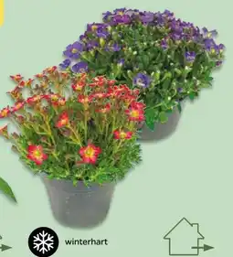 NETTO Steinbrech Saxifraga Angebot