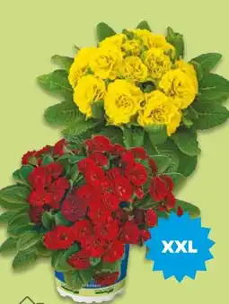 NETTO XXL-Primeln-Mix Angebot