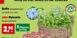 Thomas Philipps Bellis oder myosotis gänseblümchen oder vergissmeinnicht Angebot