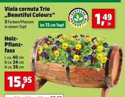 Thomas Philipps Viola cornuta trio beautiful colours Angebot