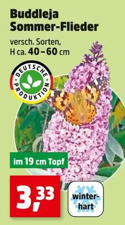 Thomas Philipps Deutsche produktion buddleja sommer-flieder Angebot