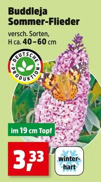 Thomas Philipps Deutsche produktion buddleja sommer-flieder Angebot