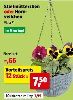 Thomas Philipps Viola f1 stiefmütterchen oder hornveilchen Angebot