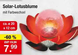 Zimmermann Solar-lotusblume Angebot