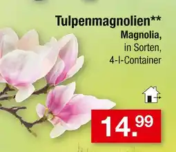 Zimmermann Magnolia tulpenmagnolien Angebot