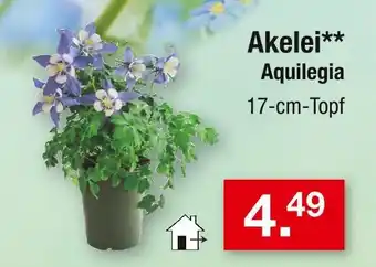 Zimmermann Aquilegia akelei Angebot