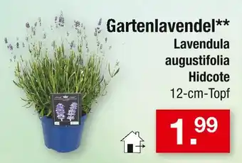 Zimmermann Lavendula gartenlavendel Angebot