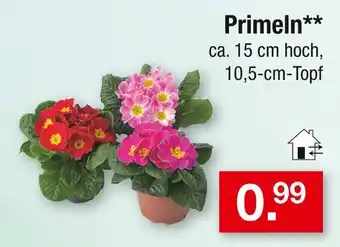 Zimmermann Primeln Angebot