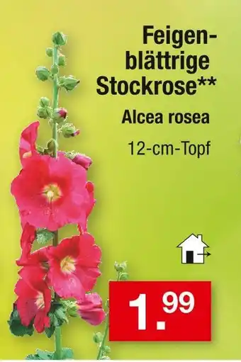 Zimmermann Alcea rosea feigenblättrige stockrose Angebot