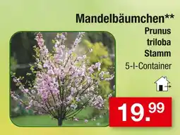 Zimmermann Mandelbäumchen Angebot