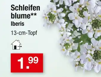 Zimmermann Iberis schleifenblume Angebot