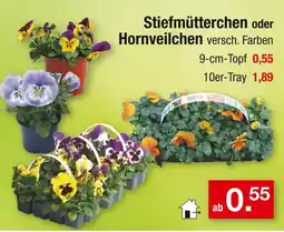 Zimmermann Stiefmütterchen oder hornveilchen Angebot