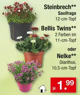 Zimmermann Saxifraga oder dianthus steinbrech oder bellis twins oder nelke Angebot