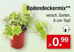 Zimmermann Bodendeckermix Angebot