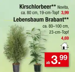 Zimmermann Novita kirschlorbeer Angebot