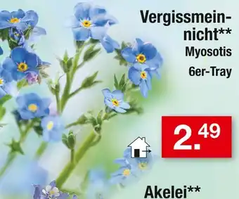 Zimmermann Myosotis vergissmeinnicht Angebot