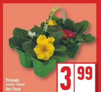 Edeka Primeln Angebot