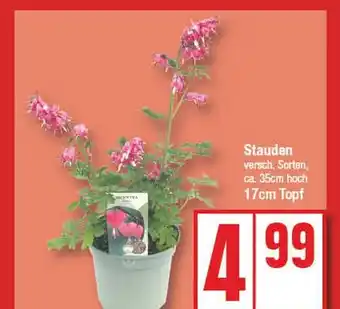 Edeka Stauden Angebot