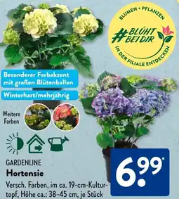 Aldi Süd GARDENLINE Hortensie Angebot