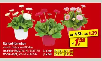 toom Baumarkt Gänseblümchen Angebot