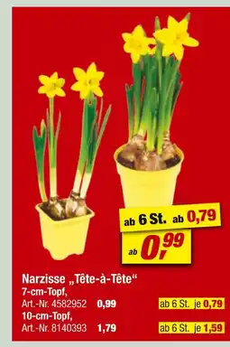 toom Baumarkt Narzisse „tête-à-tête“ Angebot