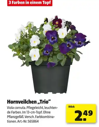 Hagebau Hornveilchen trio Angebot