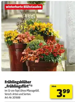 Hagebau Frühlingsblüher „frühlingsflirt“ Angebot