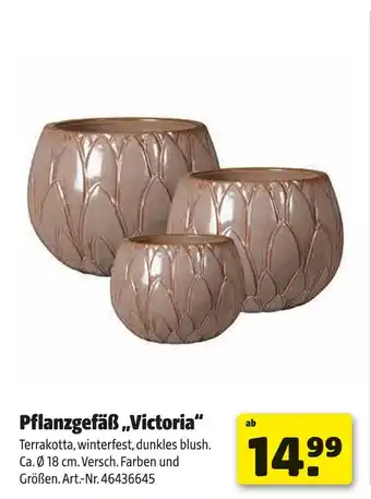 Hagebau Pflanzgefäß victoria Angebot