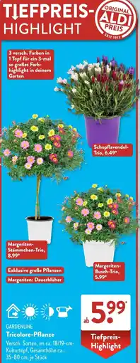 Aldi Süd GARDENLINE Tricolore-Pflanze Angebot