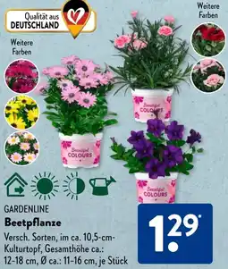 Aldi Süd GARDENLINE Beetpflanze Angebot