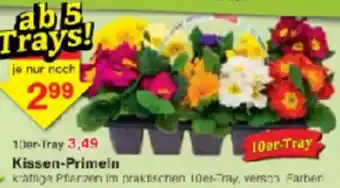 Jawoll Kissen-Primeln Angebot