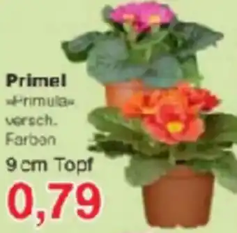 Jawoll Primel Angebot