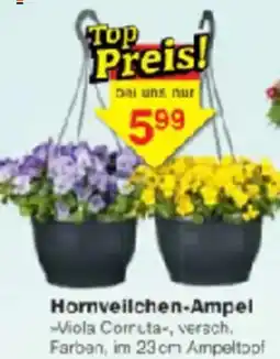 Jawoll Hornveilchen-Ampel Angebot