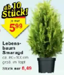 Jawoll Lebensbaum Smaragd Angebot