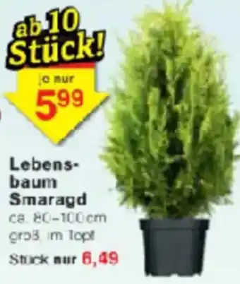 Jawoll Lebensbaum Smaragd Angebot