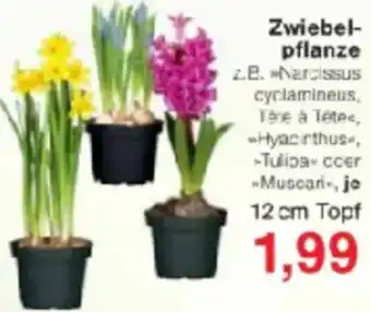 Jawoll Zwiebelpflanze Angebot
