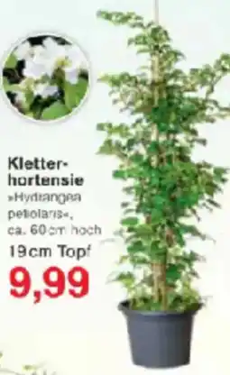 Jawoll Kletterhortensie Angebot