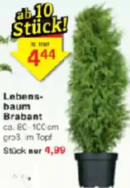 Jawoll Lebensbaum Brabant Angebot